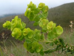 Euphorbia